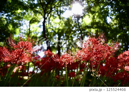 森に咲く彼岸花 125524408