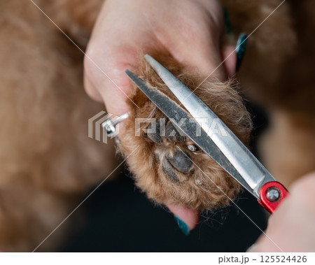 A groomer uses scissors to trim the fur on a chocolate mini poodle's paws. 125524426