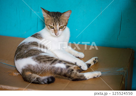 Close-up Portrait of a Cute Cat with Green Eyes on Blue Background Close-up Portrait of a Cute Cat with Green Eyes on Blue Background 125524550