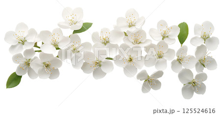 Elegant white blossom arrangement with green leaves on white background 125524616