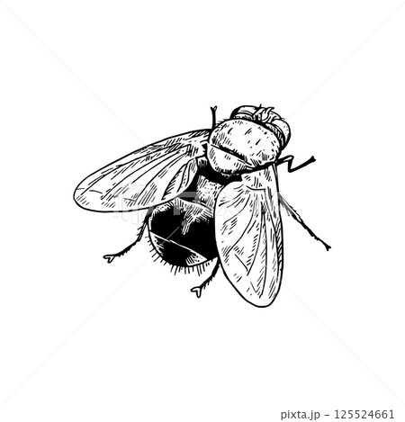 House fly isolated on white background. Black and white drawing in realistic style. Design element. House fly isolated on white background. Black and white drawing in realistic style. Design element. 125524661