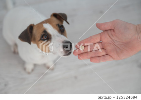 The owner hands the Jack Russell Terrier a pill.  125524694