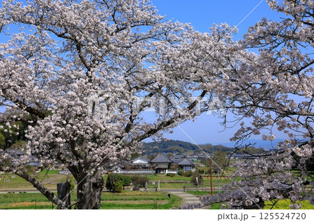 明日香村　川原寺跡弘福寺と満開の桜 125524720