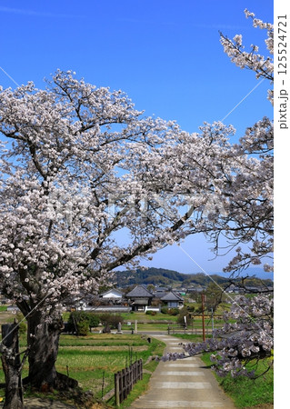 明日香村　川原寺跡弘福寺と満開の桜 125524721