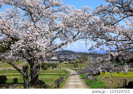 明日香村　川原寺跡弘福寺と満開の桜 125524722