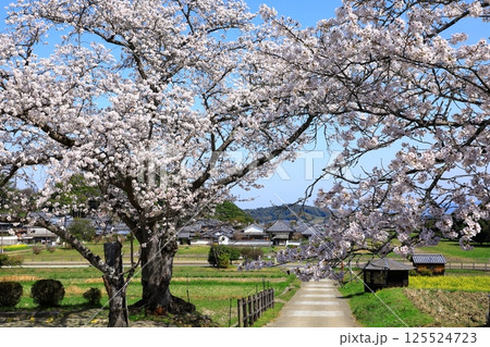明日香村　川原寺跡弘福寺と満開の桜 125524723