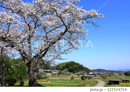 明日香村　川原寺跡弘福寺と満開の桜 125524724