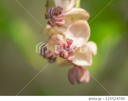 アケビの淡紫の雄花08 アケビの淡紫の雄花08 125524780