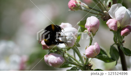 Busy bumblebee gathers nectar from an apple blossom in full bloom. 125524896