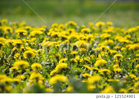 Field of Blooming Yellow Dandelions on a Sunny Spring Day Field of Blooming Yellow Dandelions on a Sunny Spring Day 125524901