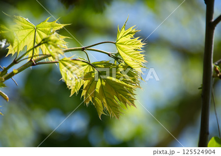 Delicate maple leaves in vibrant green, illuminated by soft sunlight, springtime scene. 125524904