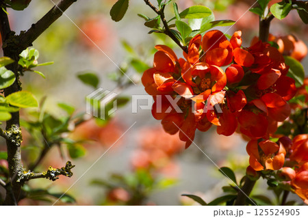 Japanese quince blooming with vibrant orange flowers in spring 125524905