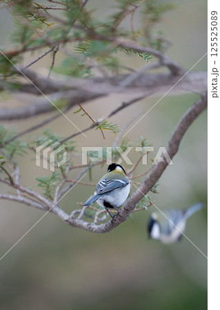 シジュウカラを見つめるシジュウカラ 125525089