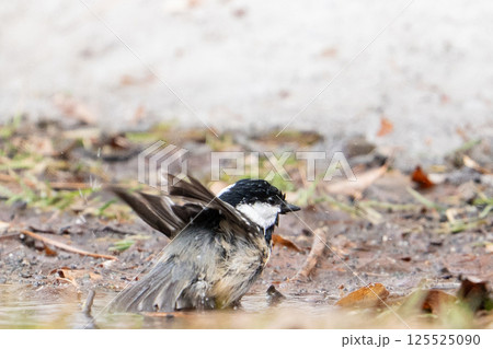水浴び中 125525090
