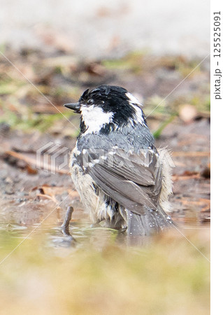 水浴び中 125525091