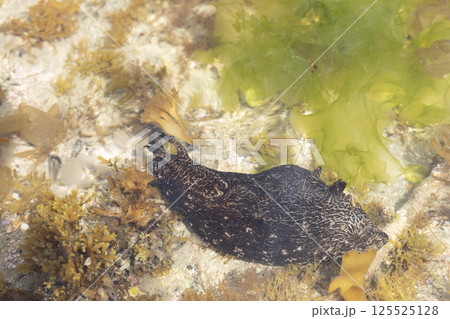 アメフラシ 125525128