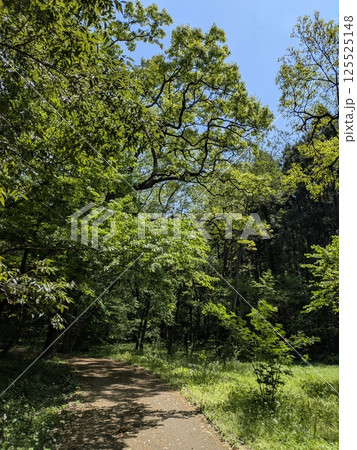 新緑に囲まれた道 新緑に囲まれた道 125525148