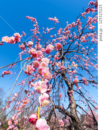 新春を告げる満開の清楚でかわいいほんのり淡いピンクの紅梅 125525225