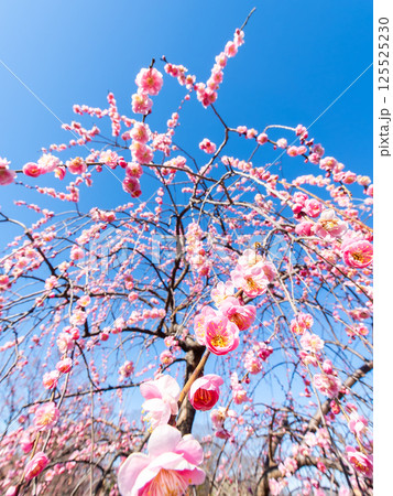 新春を告げる満開の清楚でかわいいほんのり淡いピンクの紅梅 新春を告げる満開の清楚でかわいいほんのり淡いピンクの紅梅 125525230