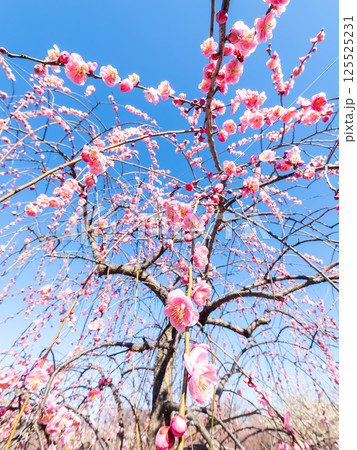 新春を告げる満開の清楚でかわいいほんのり淡いピンクの紅梅 125525231