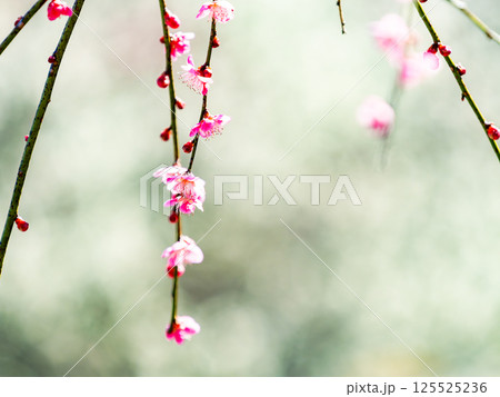 新春を告げる満開の清楚でかわいいほんのり淡いピンクの紅梅 125525236