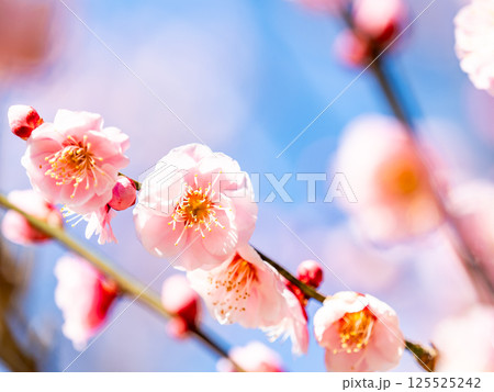 新春を告げる満開の清楚でかわいいほんのり淡いピンクの紅梅 新春を告げる満開の清楚でかわいいほんのり淡いピンクの紅梅 125525242