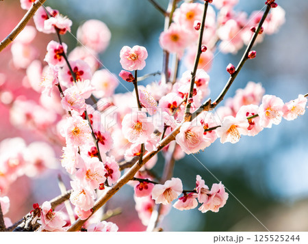 新春を告げる満開の清楚でかわいいほんのり淡いピンクの紅梅 125525244