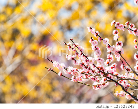 新春を告げる満開の清楚でかわいいほんのり淡いピンクの紅梅 新春を告げる満開の清楚でかわいいほんのり淡いピンクの紅梅 125525245