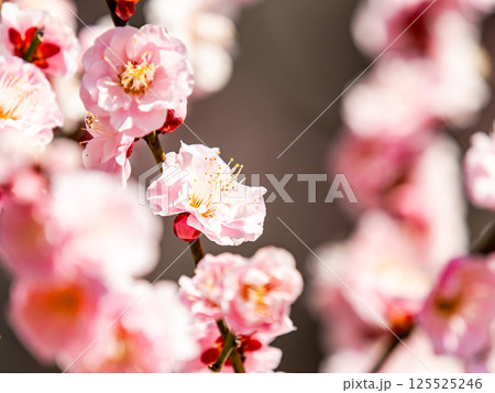 新春を告げる満開の清楚でかわいいほんのり淡いピンクの紅梅 新春を告げる満開の清楚でかわいいほんのり淡いピンクの紅梅 125525246