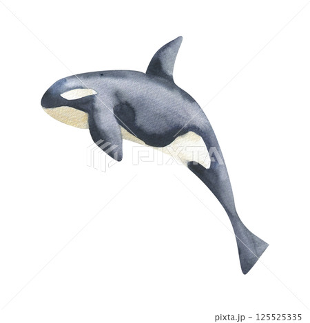 Black orca watercolor illustration. Hand drawn isolated killer whale clipart, jumping sea fish painting for oceanarium poster,card design. Undersea book, wallpaper design Black orca watercolor illustration. Hand drawn isolated killer whale clipart, jumping sea fish painting for oceanarium poster,card design. Undersea book, wallpaper design 125525335