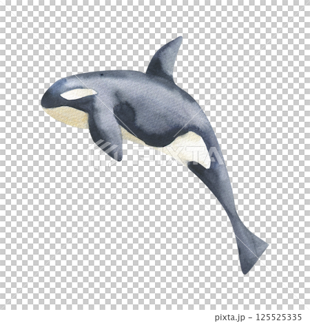 Black orca watercolor illustration. Hand drawn isolated killer whale clipart, jumping sea fish painting for oceanarium poster,card design. Undersea book, wallpaper design Black orca watercolor illustration. Hand drawn isolated killer whale clipart, jumping sea fish painting for oceanarium poster,card design. Undersea book, wallpaper design 125525335