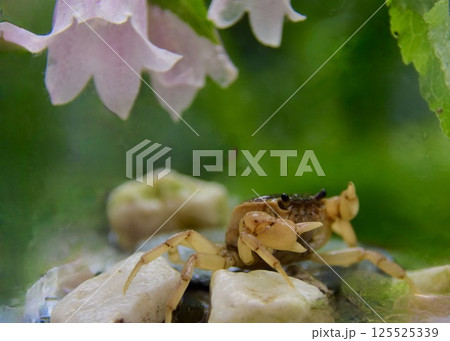 　楽しい散歩、公園の湧き水での出会い。 125525339