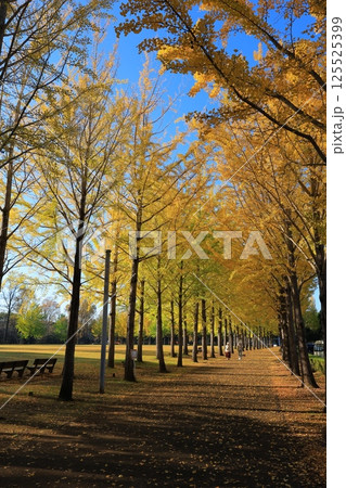 黄葉したイチョウ並木 黄葉したイチョウ並木 125525399