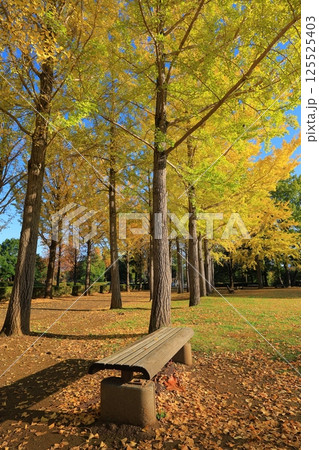 黄葉したイチョウ並木 125525403