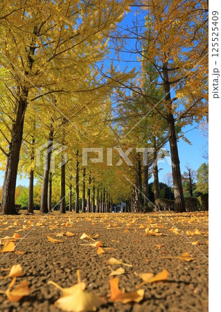 黄葉したイチョウ並木 125525409