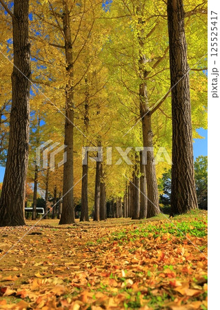 黄葉したイチョウ並木 黄葉したイチョウ並木 125525417