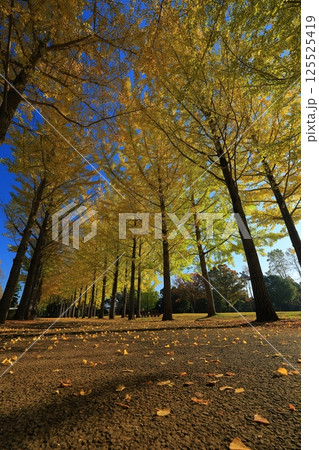 黄葉したイチョウ並木 黄葉したイチョウ並木 125525419