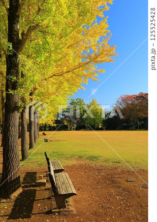 黄葉したイチョウ並木 125525428