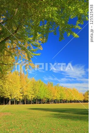 黄葉したイチョウ並木 125525438