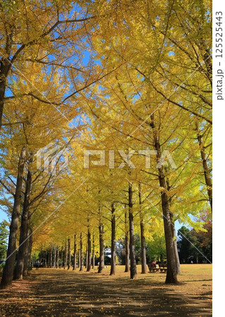 黄葉したイチョウ並木 125525443