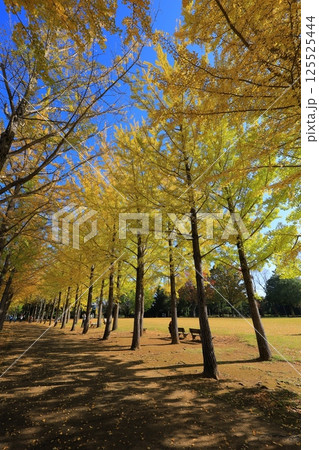 黄葉したイチョウ並木 黄葉したイチョウ並木 125525444