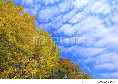 黄葉したイチョウ並木 黄葉したイチョウ並木 125525457