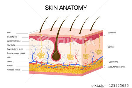 Human skin anatomy infographics. Vector medical cross sectional diagram of human skin showing epidermis, dermis, hypodermis, hair follicles, sweat glands, nerves, veins, arteries, and adipose tissue Human skin anatomy infographics. Vector medical cross sectional diagram of human skin showing epidermis, dermis, hypodermis, hair follicles, sweat glands, nerves, veins, arteries, and adipose tissue 125525626
