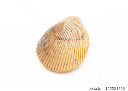 ナガザルガイ 125525636