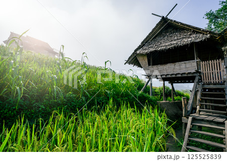 Traditional bamboo house in foggy mountain rice fields in southeast Asia. Countryside lifestyle and local homestay in rural nature. Traditional life, eco tourism, and cultural travel destinations. 125525839