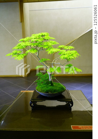 7821　盆栽　羽団扇楓　BONSAi 125526061