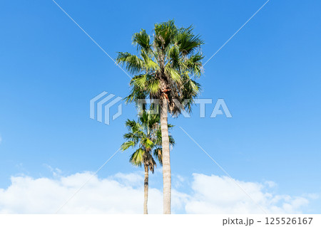 青空とヤシの木（南国イメージ） 125526167