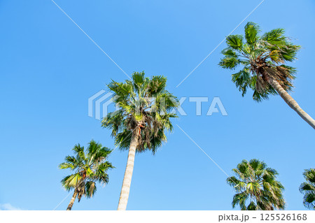 青空とヤシの木（南国イメージ） 125526168
