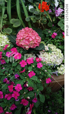 Beautiful pink begonia flower isolate on a green background. Beautiful pink begonia flower isolate on a green background. 125526208