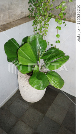 Licuala orbicularis palm tree on floor background Licuala orbicularis palm tree on floor background 125526210